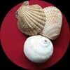 oceanseashell24